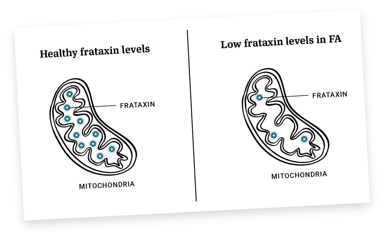 An illustration of where frataxin is located in the mitochondria of a cell.
