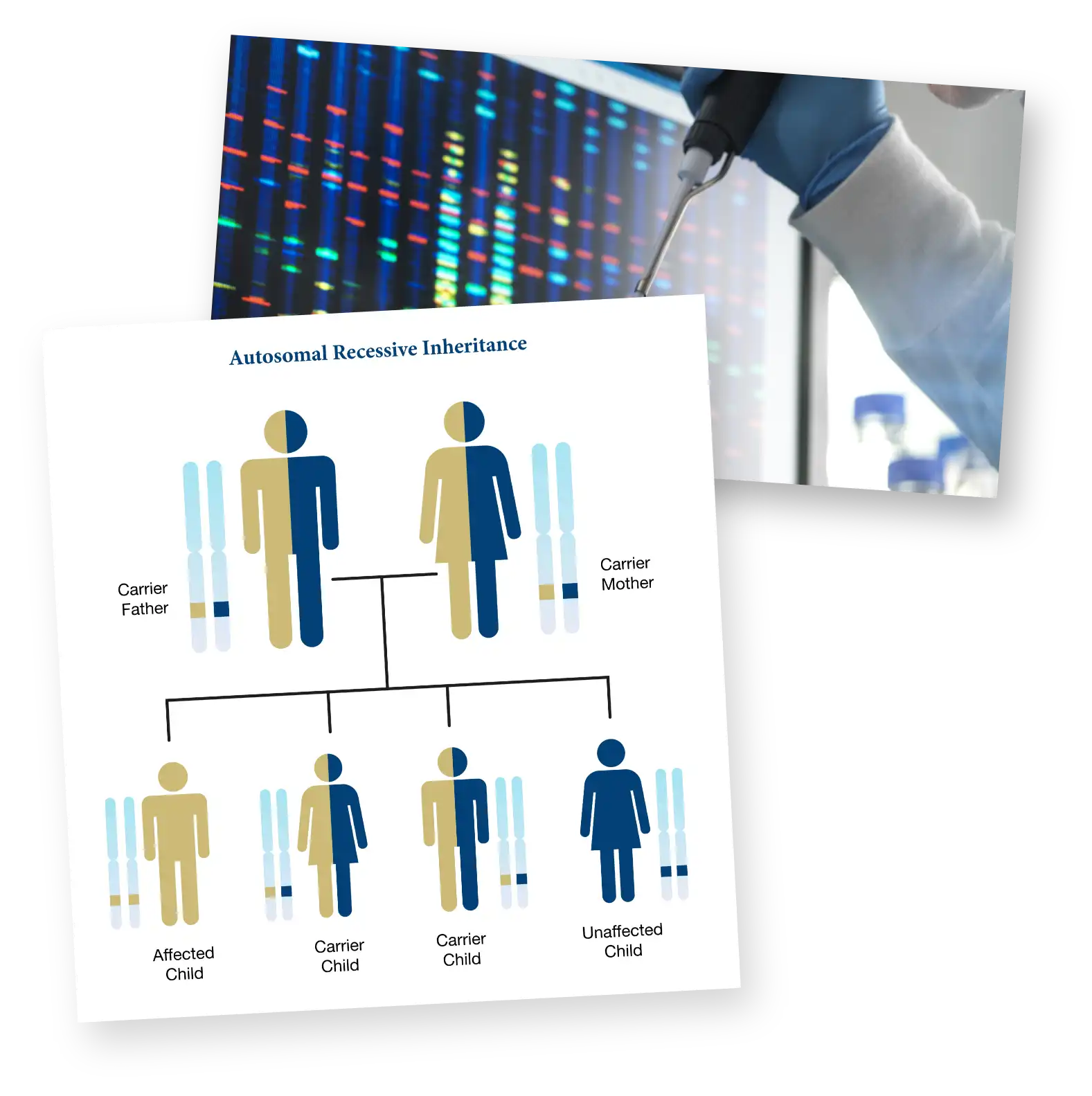A clinician conducting genetic testing.
An illustration depicting autosomal recessive
inheritance in FA.