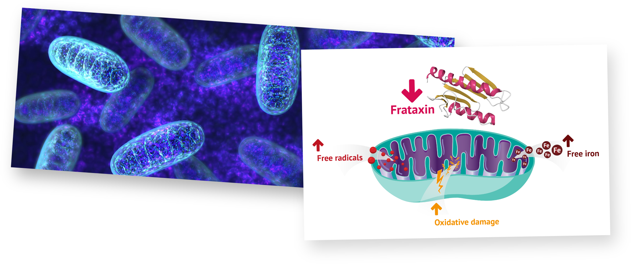 A photo of cells circulating in the body against a purple-blue background. An illustration of mitochondrial damage due to frataxin deficiency.