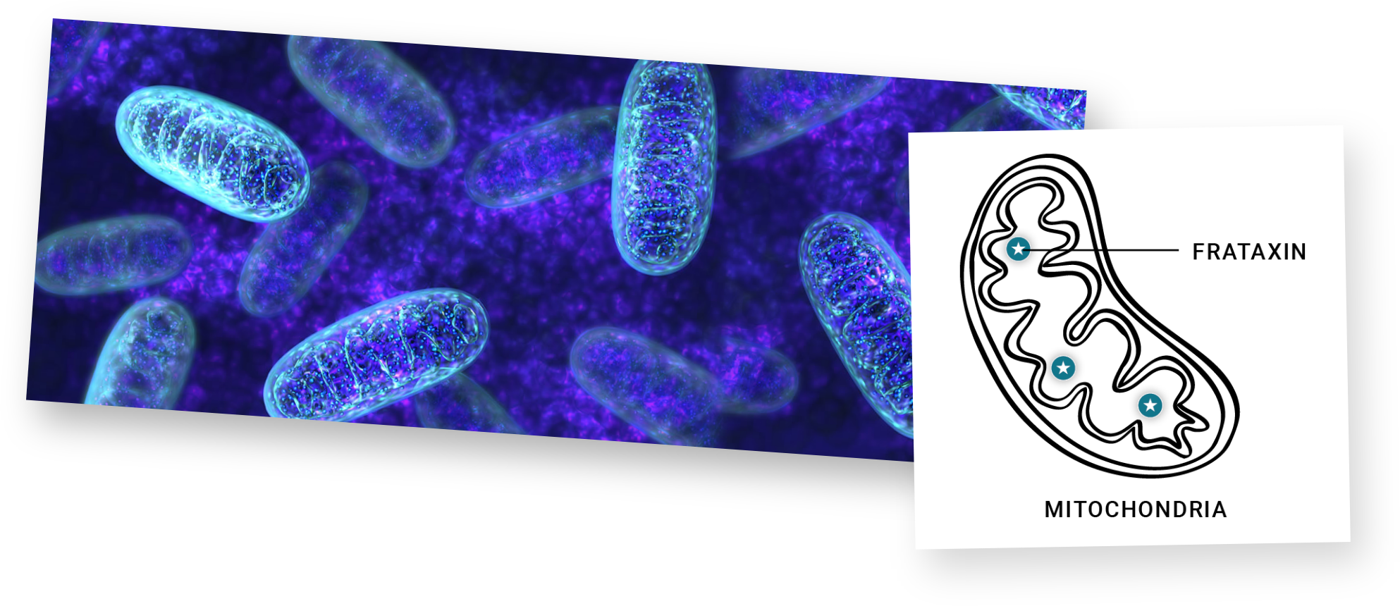 (Left image) A photo of cells circulating in the body against a purple-blue background. (Right image) An illustration of where frataxin is located in the mitochondria of a cell.
